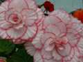 Pink and white begonias 2